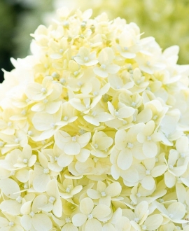 Šluotelinė hortenzija (lot. Living Cotton Cream)
