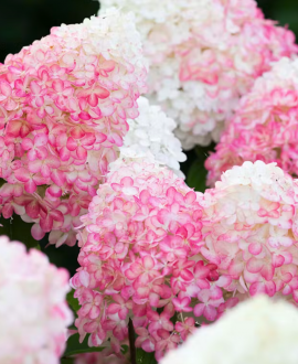 Šluotelinė hortenzija (lot. Living Pink & Rose)