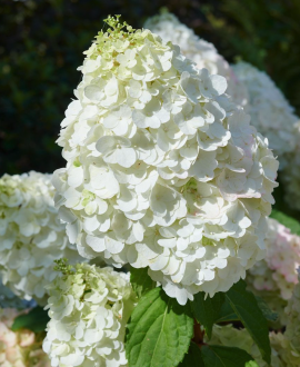 Šluotelinė hortenzija (lot. Magical Mont Blanc)