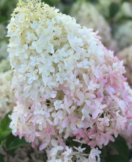 Šluotelinė hortenzija (lot. Magical Sweet Summer)
