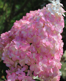 Šluotelinė hortenzija (lot. Vanille Fraise)
