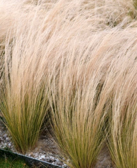 Ašuotė (lot. Stipa ‘Ponytails’)