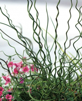 Vikšris (lot. Juncus effusus ‘Spiralis’)