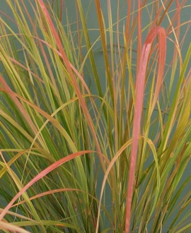 Ašuotė (lot. Stipa  ‘Sirocco’)
