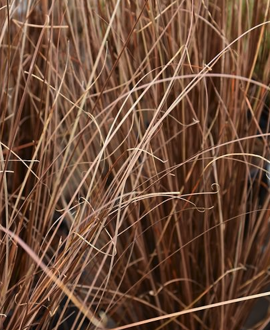 Viksva (lot. Carex ‘Red Rooster’)