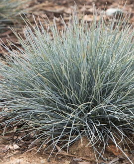 Ametistinis eraičinas (lot. Festuca amethystina)