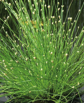 Soruolė (lot. Isolepis cernua ‘Fibre Optic Grass’)