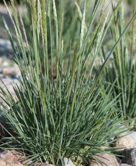 Melsvoji kelerija (lot. Koeleria glauca ‘Coolio’)
