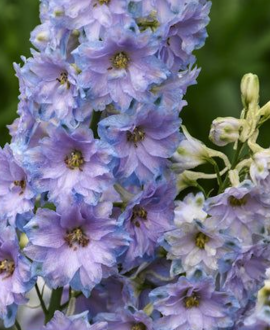 Pentinis (lot. Delphinium Delgenius  ‘Shelby’)