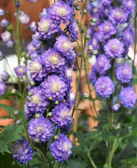 Pentinis (lot. Delphinium ‘Highlander Bolero’)