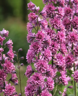 Pentinis (lot. Delphinium ‘Highlander Flamenco’)