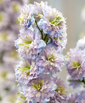 Pentinis (lot. Delphinium ‘Highlander Moonlight’)