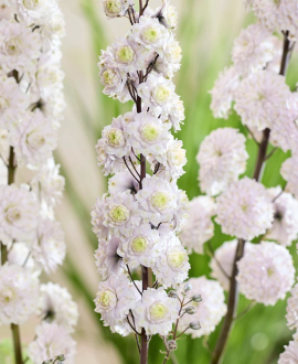 Pentinis (lot. Delphinium ‘Highlander Samba’)