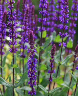 Gojinis šalavijas (lot. Salvia  ‘Caradonna’)