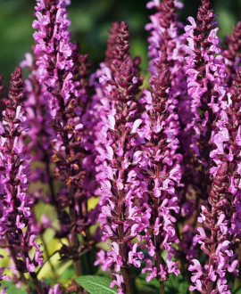 Gojinis šalavijas (lot. Salvia nemorosa ‘Midnight Rose’)