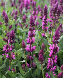 Gojinis šalavijas (lot. Salvia ‘Salute Royal Magenta’)