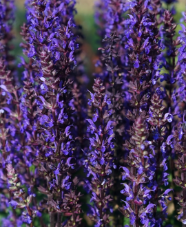 Gojinis šalavijas (lot. Salvia nemorosa ‘Midnight Purple’)