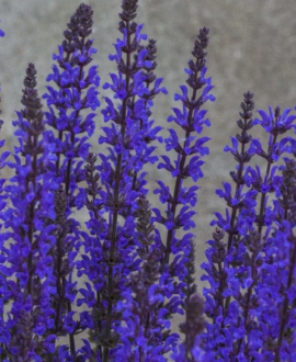 Gojinis šalavijas (lot. Salvia ‘Salute Blue’)