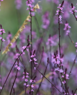 Verbena (lot. Verbena officinalis ‘Bampton’)
