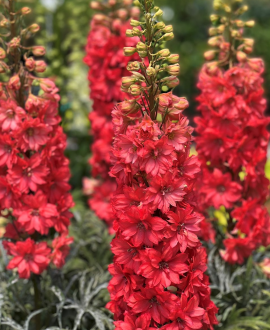 Pentinis (lot. Delphinium ‘Red Lark’)