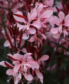 Gaura (lot. Gaura lindheimeri ‘Graceful Light Pink’)
