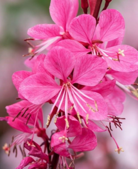 Gaura (lot. Gaura lindheimeri ‘Graceful Pink’)