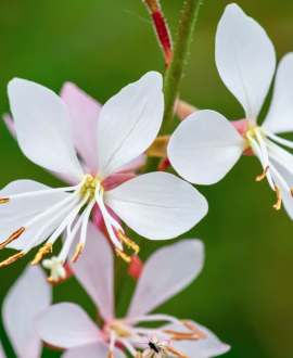 Gaura (lot. Gaura lindheimeri ‘Graceful White’)
