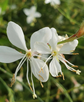 Gaura (lot. Gaura lindheimeri ‘Monarch White’)