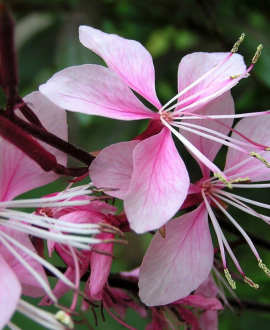 Gaura (lot. Gaura lindheimeri ‘Monarch Pink’)