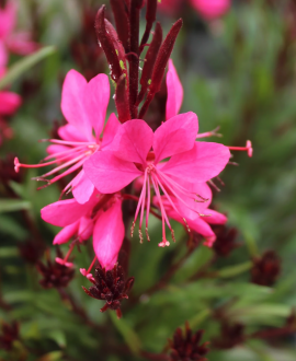Gaura (lot. Gaura lindheimeri ‘Belleza Dark Pink’)