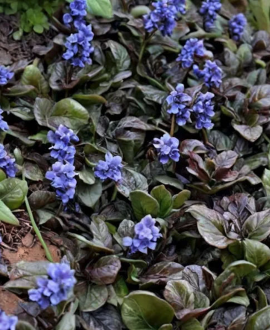 Vaisgina (lot. Ajuga ‘Scallop’)