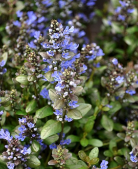 Šliaužiančioji vaisgina (lot. Ajuga reptans ‘Chocolate Chip’)