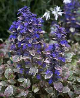 Vaisgina (lot. Ajuga reptans ‘Burgundy Glow’)