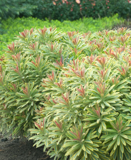 Karpažolė (lot. Euphorbia × ‘Ascot Rainbow’)