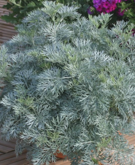 Kietis (lot. Artemisia)