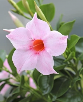 Sundavilė (lot. Diamantina "Jade Rose")