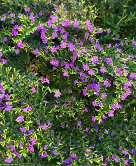 Kufėja (lot. Cuphea hyssopifolia MyCap Purple )