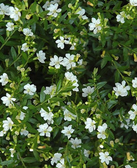 Kufėja  (lot. Cuphea hyssopifolia ‘White’)