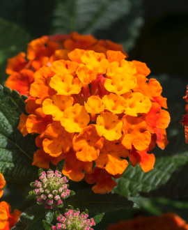 Lantana camara ‘Lantropics Red Improved’)