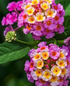 Lantana (lot. Lantana camara ‘Lantropics Lemon Pink’)