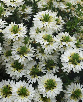 Skeptrenė (lot. Scaevola ‘Bombay White’)