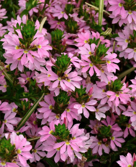 Skeptrenė (lot. Scaevola Bombay Pink’)
