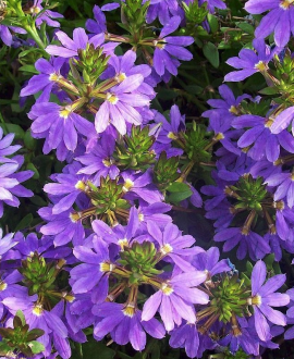 Skeptrenė (lot. Scaevola 'Bombay Blue’)