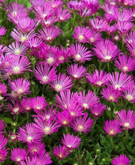 Mudrė (lot. Delosperma ‘Solstice Purple’)