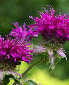 Monarda (lot. Monarda ‘Deep Purple’)