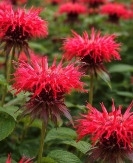 Monarda (lot. Monarda ‘Red Rose’)