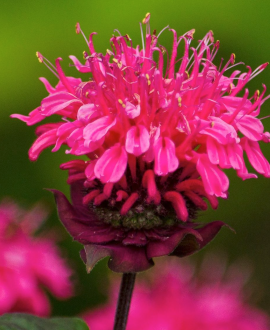 Monarda (lot. Monarda ‘Pocahontas Pink’)