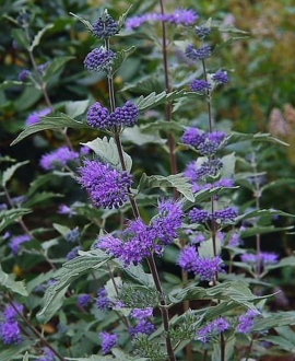 Sėpenė (lot. Caryopteris clandonensis ‘Heavenly Blue’)