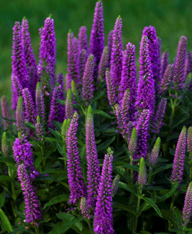 Veronika (lot. Veronica ‘Candela Purple’)