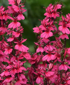 Lobelija (lot. Lobelia speciosa ‘Starship Deep Rose’)